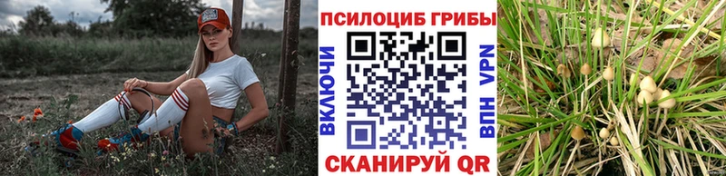 Галлюциногенные грибы Psilocybine cubensis  Вязьма 